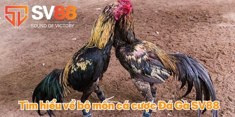 tim hieu ve bo mon ca cuoc da ga sv88 Chiến thắng vang dội với đá gà SV88 – kèo cực chất, thưởng cực to